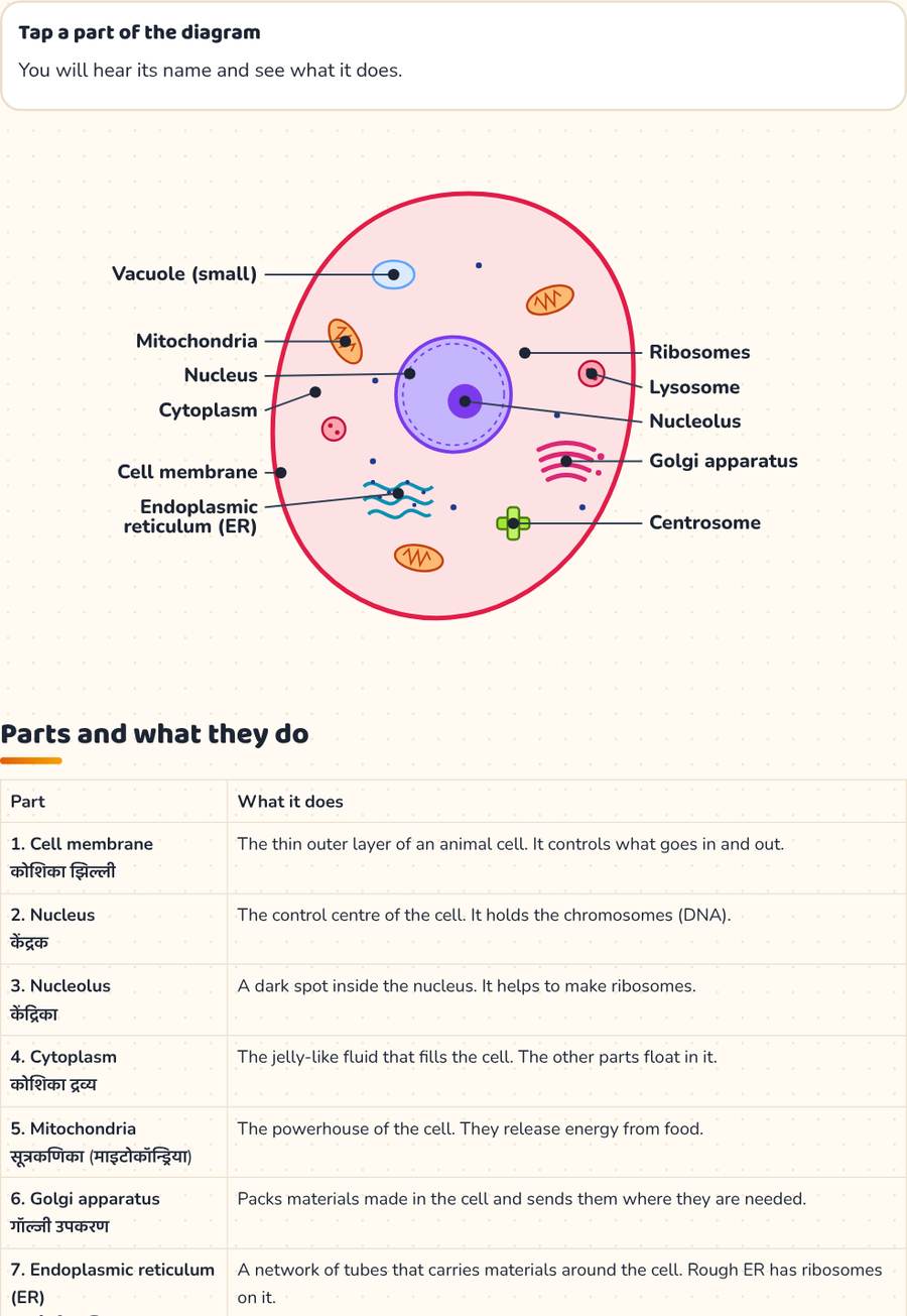 Animal Cell Diagram · जंतु कोशिका — printable preview