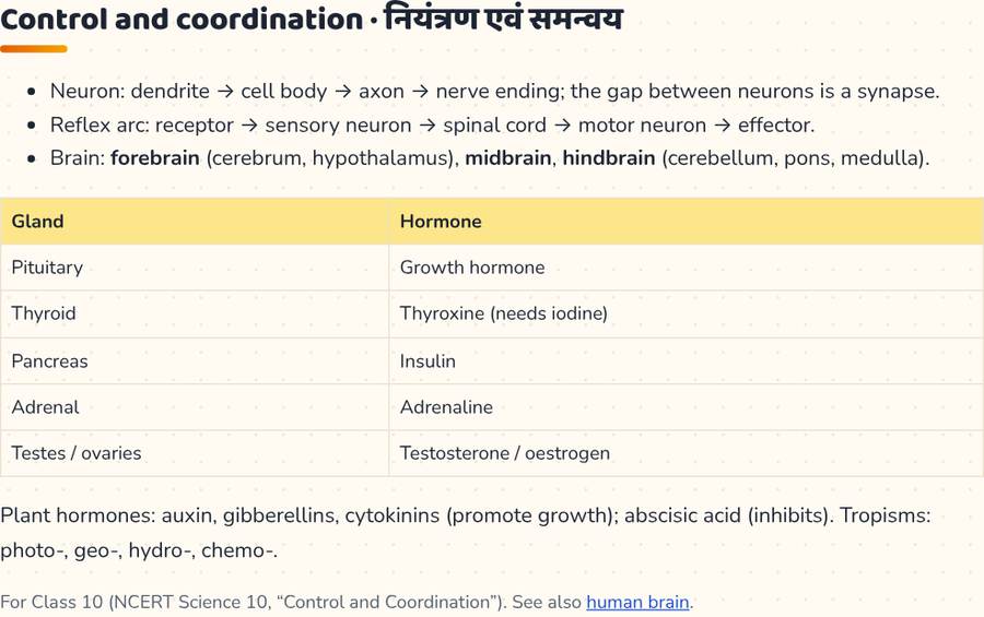 Control and Coordination Class 10 · नियंत्रण एवं समन्वय — printable preview