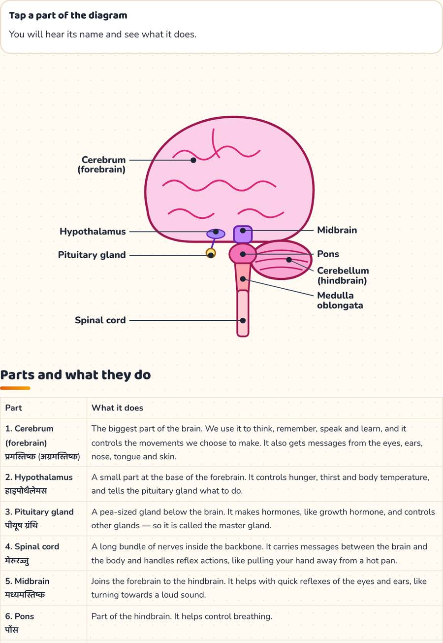 Human Brain Diagram · मानव मस्तिष्क — printable preview