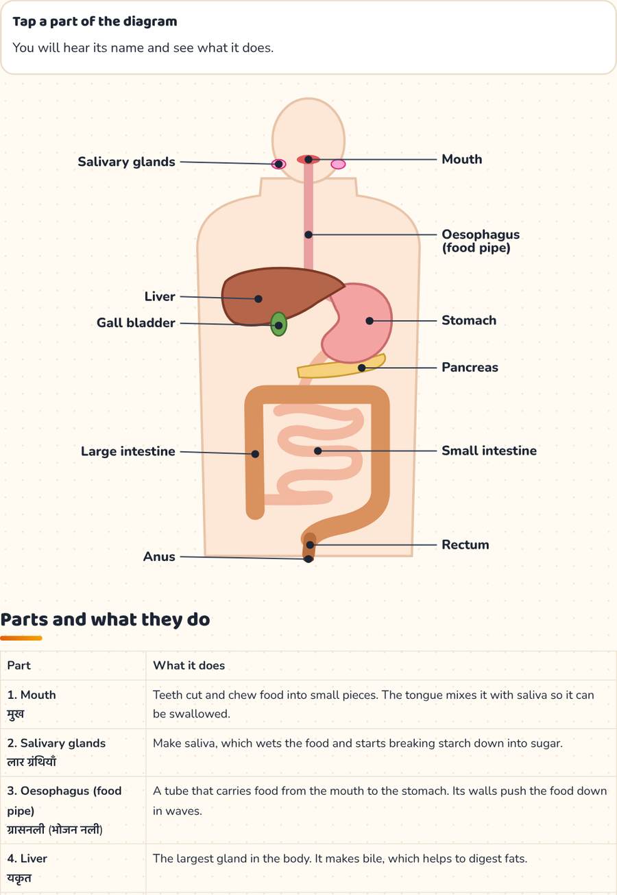 Human Digestive System Diagram · पाचन तंत्र — printable preview
