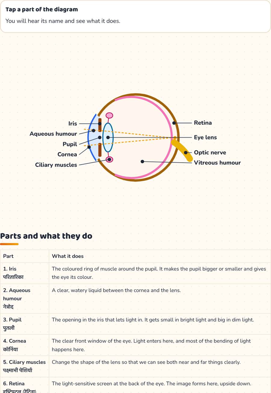 Human Eye Diagram · मानव नेत्र — printable preview
