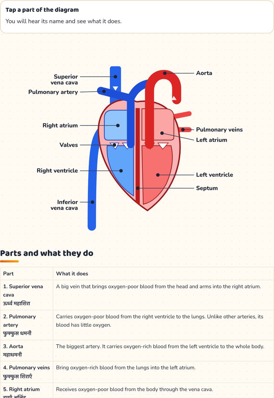 Human Heart Diagram · मानव हृदय — printable preview