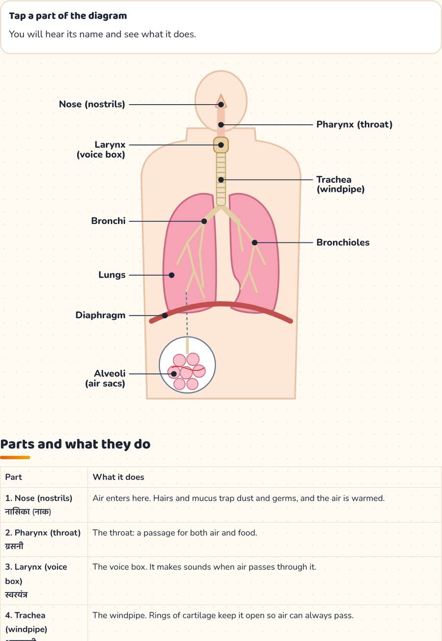 Human Respiratory System Diagram · श्वसन तंत्र — printable preview