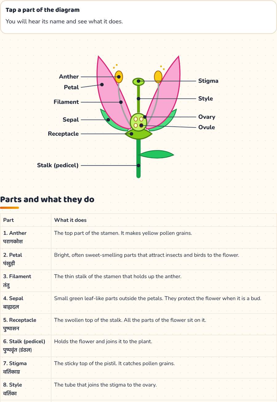 Parts of a Flower · फूल के भाग — printable preview