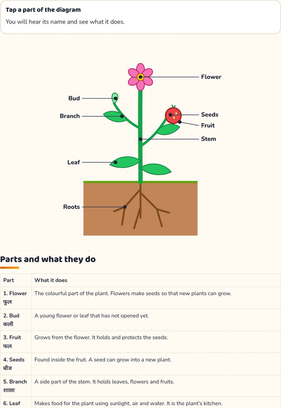 Parts of a Plant for Kids · पौधे के भाग — printable preview