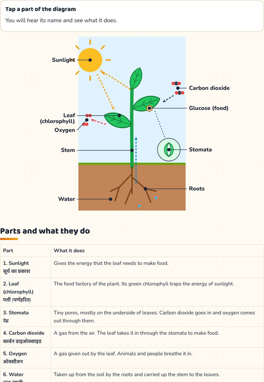Photosynthesis for Kids · प्रकाश संश्लेषण — printable preview