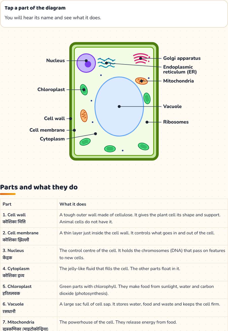 Plant Cell Diagram · पादप कोशिका — printable preview