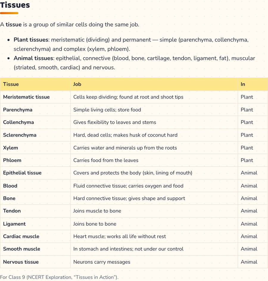 Plant and Animal Tissues · ऊतक — printable preview